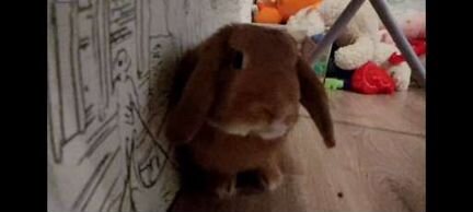 Передержка грызунов