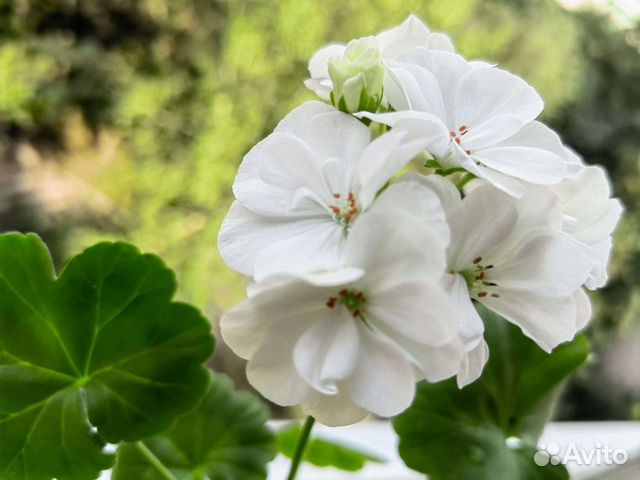 Герань садовая многолетняя фото белая