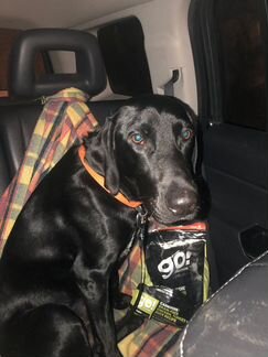 Кнопа из приюта ищет семью