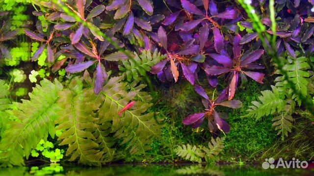 Растения для аквариума, палюдариума и пруда