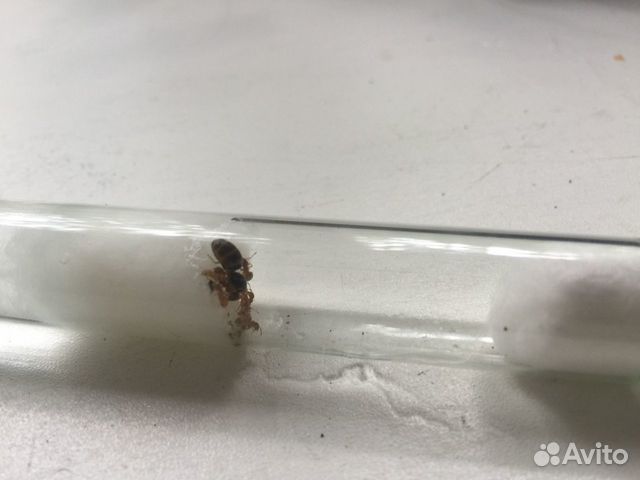 Муравьи «lasius flavus»