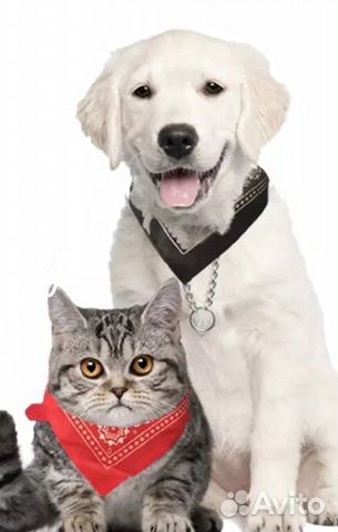 Ошейник для собак, кошек
