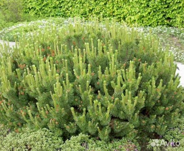 Сосна горная опт