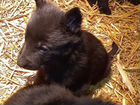 Собаки щенки немецкая овчарка черная объявление продам