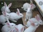 Кролики породы белый панон