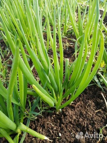 Очиток, ирисы, лук порей, перец