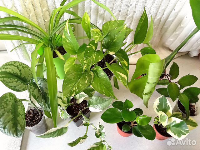 Комнатные растения цветы