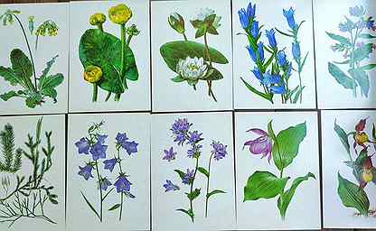 Винтажные ботанические открытки растений цветов