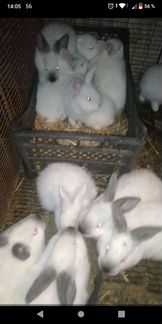 Кролики бройлерные