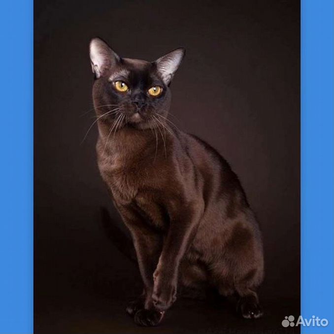 Кошки бурманские: описание породы, характер, особенности ухода, история