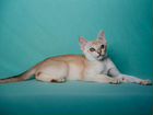 Котята породы Сингапура объявление продам