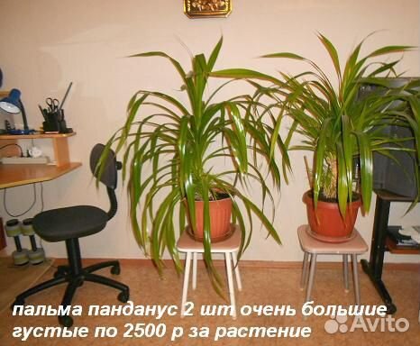 Крупные комнатные растения