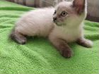 Котята сибирской кошки в добрые руки объявление продам