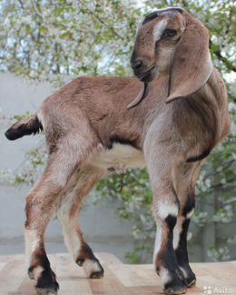 Обезроживание козлят