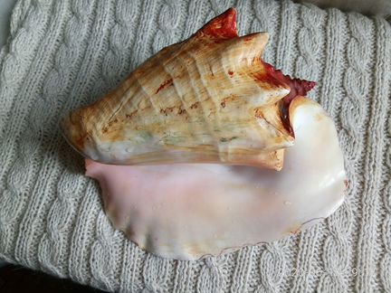 Морская раковина.коряга для аквариума