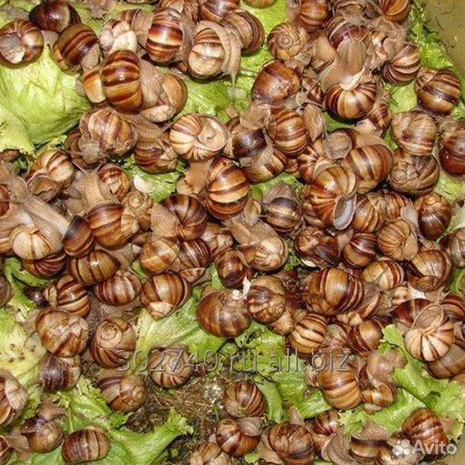 Улитки виноградные где. Улиток Helix aspersa maxima. Виноградная улитка. Виноградная улитка Хеликс. Виноградная улитка в Крыму.