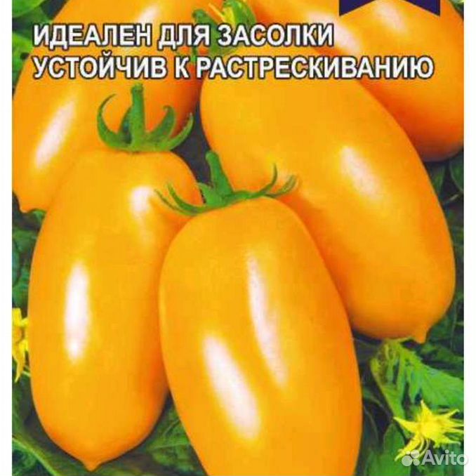 Томат снегири семена алтая. Семена томат чухлома. Томат никитка отзывы фото. Сорт помидор никитка. Сорт томата никитка.