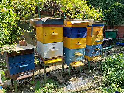 Улей с пчелами и всё необходимое для них