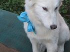 Прекрасная белая собака ищет дом объявление продам