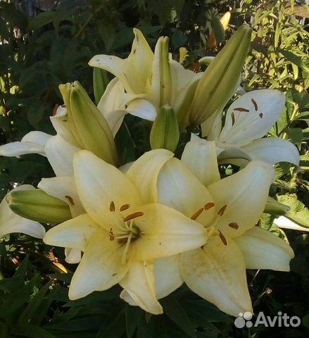 Лилии,хризантемы