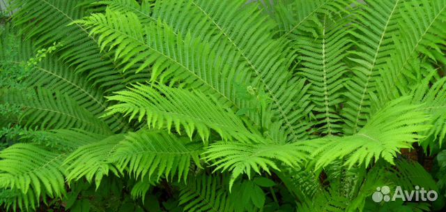 Растения для дачи