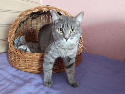 Лиза, стерилизована, ищет дом