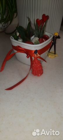 Композиции в кашпо, хавортии