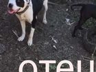 Собака Американский питбультерьер объявление продам