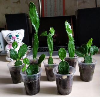 Кактус Опунция