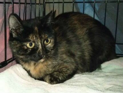 Стеша трехцветное счастье