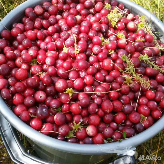 Vaccinium macrocarpon. Клюква крупная. Брусника грибы. Клюква кемерово. Клюква кемерово.