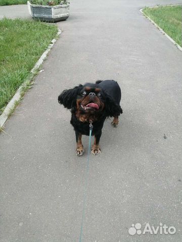 Домашняя индивидуальная передержка животных