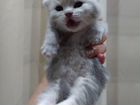Мраморные шотландские котята объявление продам
