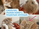 Котятки от сиамской кошечки объявление продам