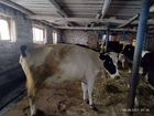 Коровы и телки стельные объявление продам
