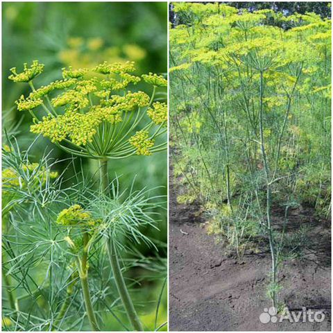 Укроп, Кинза, Петрушка. Семена