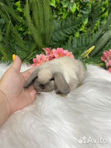 Домашние кролики