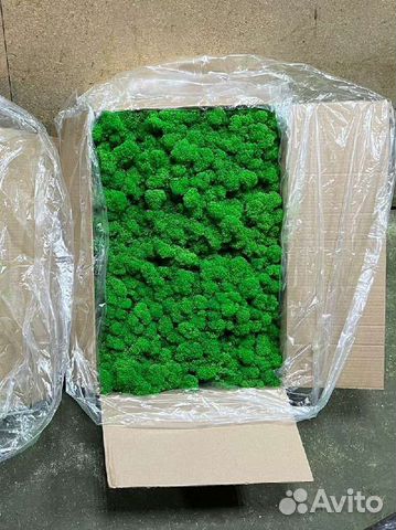 Стабилизированный мох