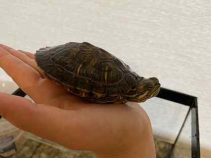 Красноухая черепаха (девочка) с аквариумом