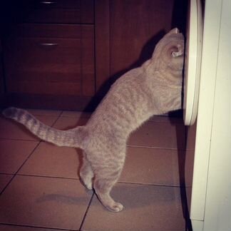 Передержка кошек и собак в квартире, догситтер