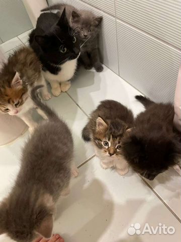 Котята в добрые руки