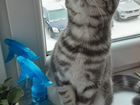 Шотландский котенок (девочка), 6 месяцев объявление продам