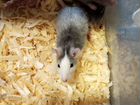 Крысы сиамские и другие окрасы объявление продам
