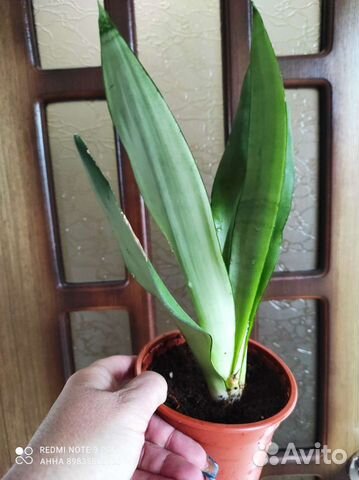 Сансевиерия Муншайн Комнатные цветы