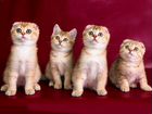 Шотландские золотые котята