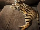 Бенгальская кошка вязка
