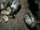 Продам самцов кроликов объявление продам