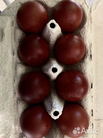 Маран черно-медный яйцо, цыплята