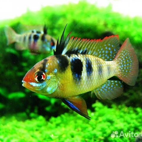 Аквариумные рыбки