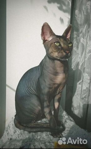 Вязка Канадский сфинкс к вашим услугам